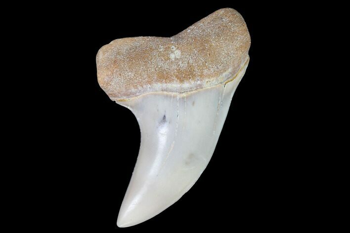 Mako Shark Tooth Fossil - Sharktooth Hill, CA #94668